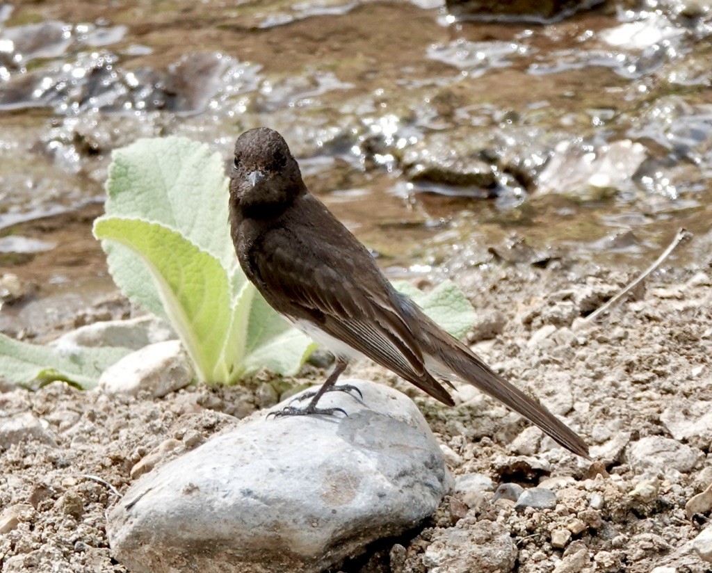 Black Phoebe - ML620683665