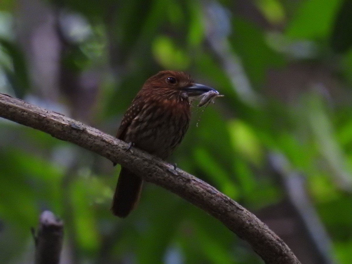 White-whiskered Puffbird - ML620683668