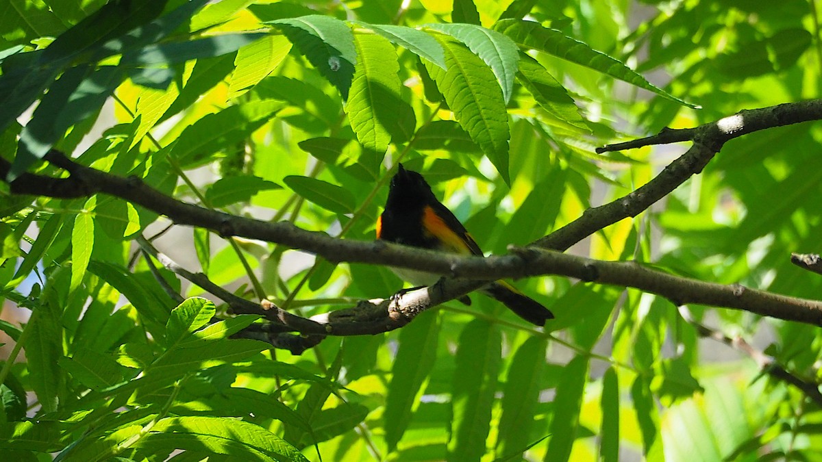 American Redstart - ML620683669