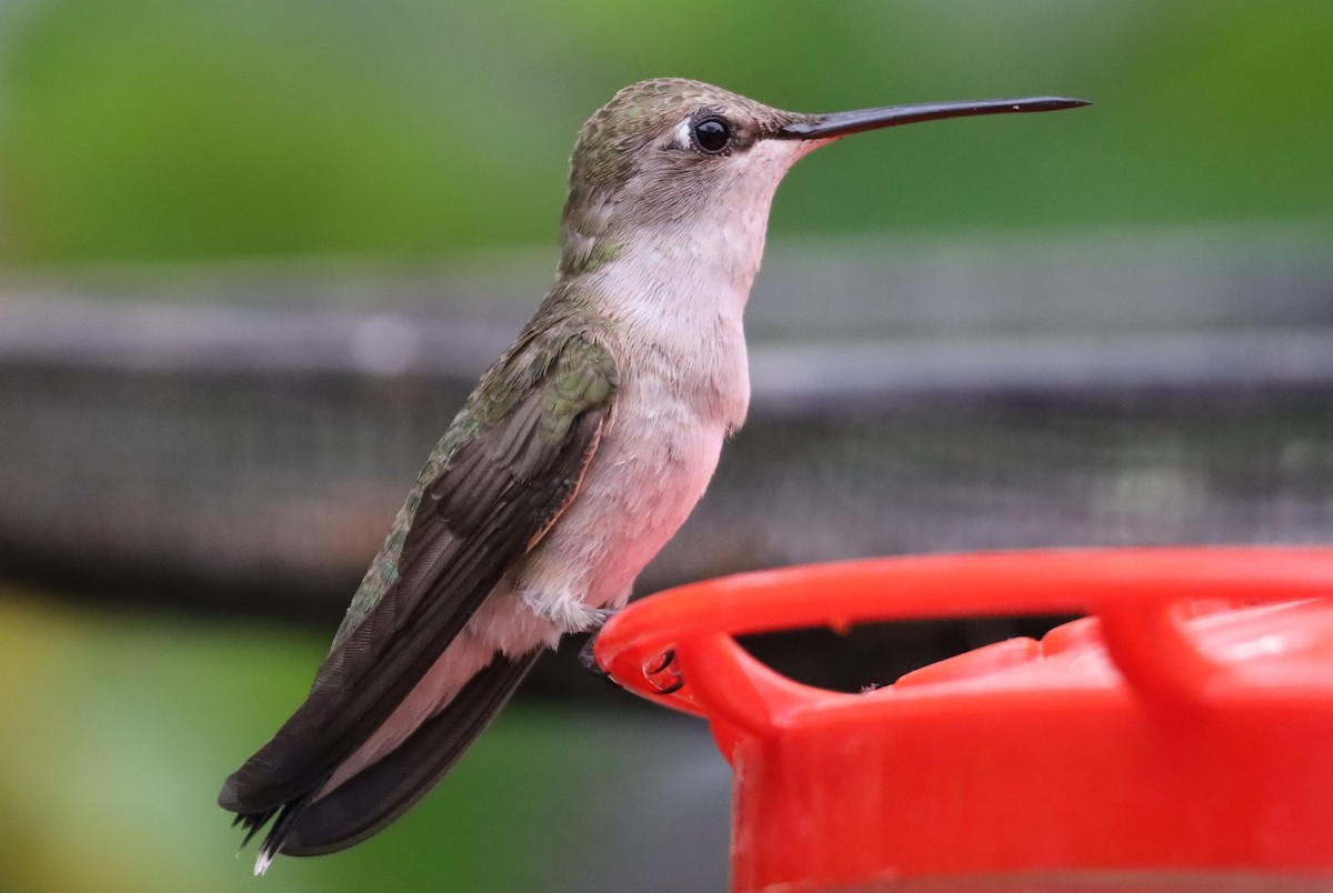 Black-chinned Hummingbird - Lillian Derwelis