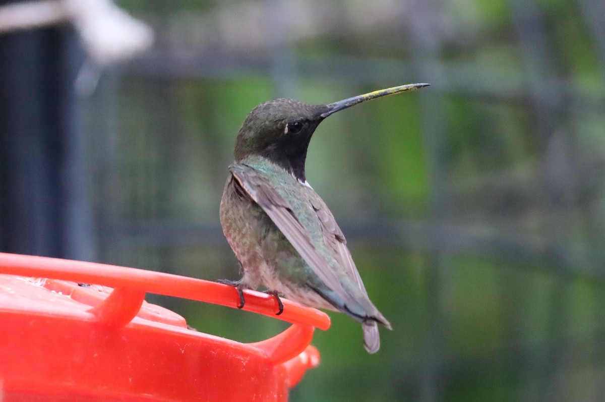 Black-chinned Hummingbird - ML620683673