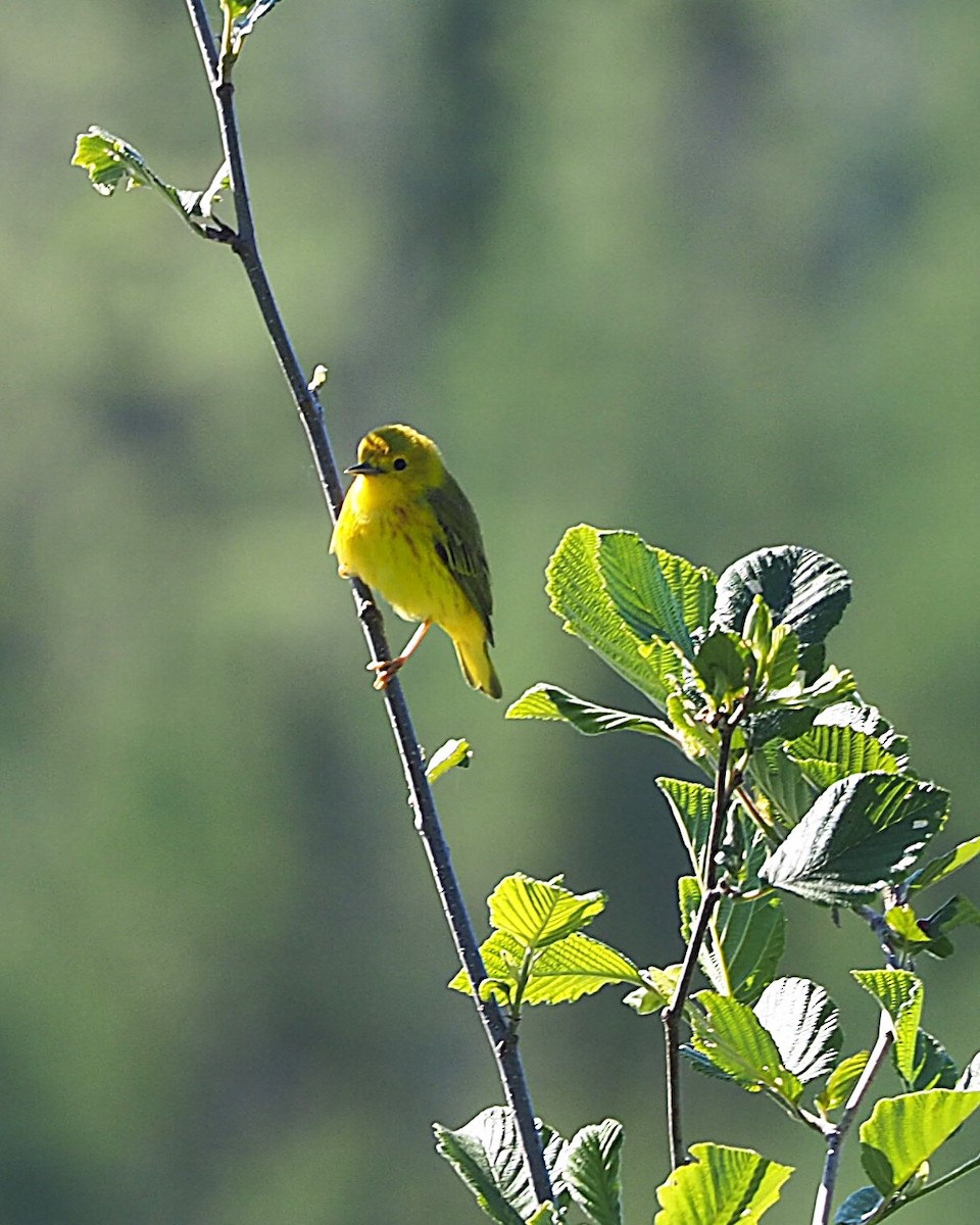 Yellow Warbler - ML620683676