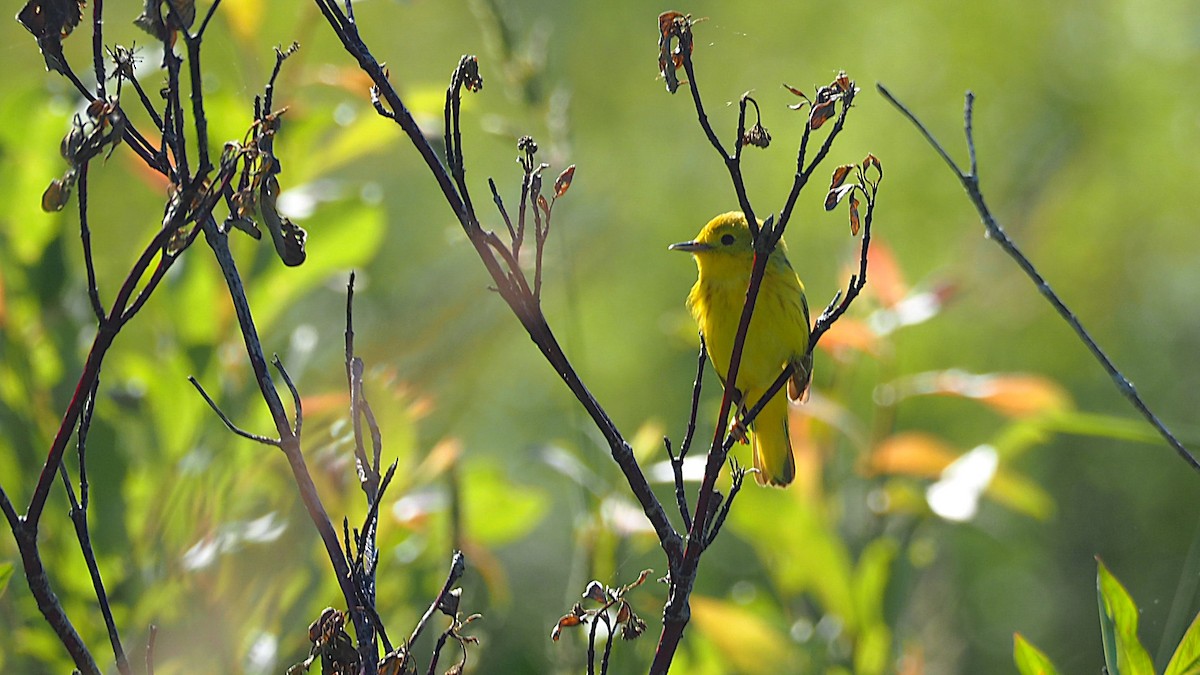 Yellow Warbler - ML620683677