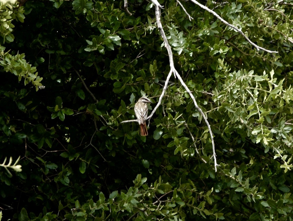 Sulphur-bellied Flycatcher - ML620683680