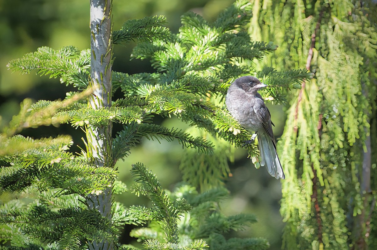 Canada Jay - ML620683682