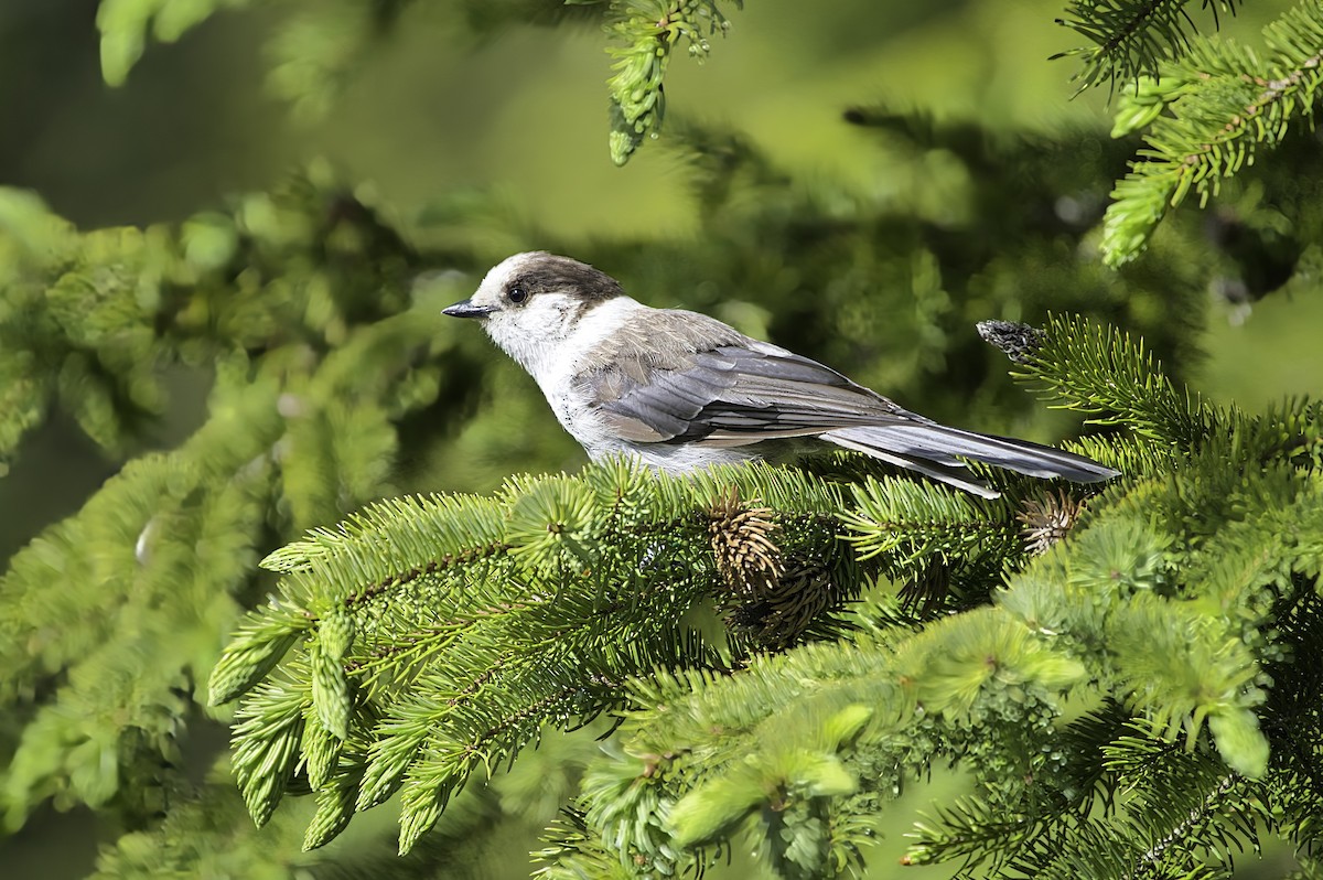 Canada Jay - ML620683683