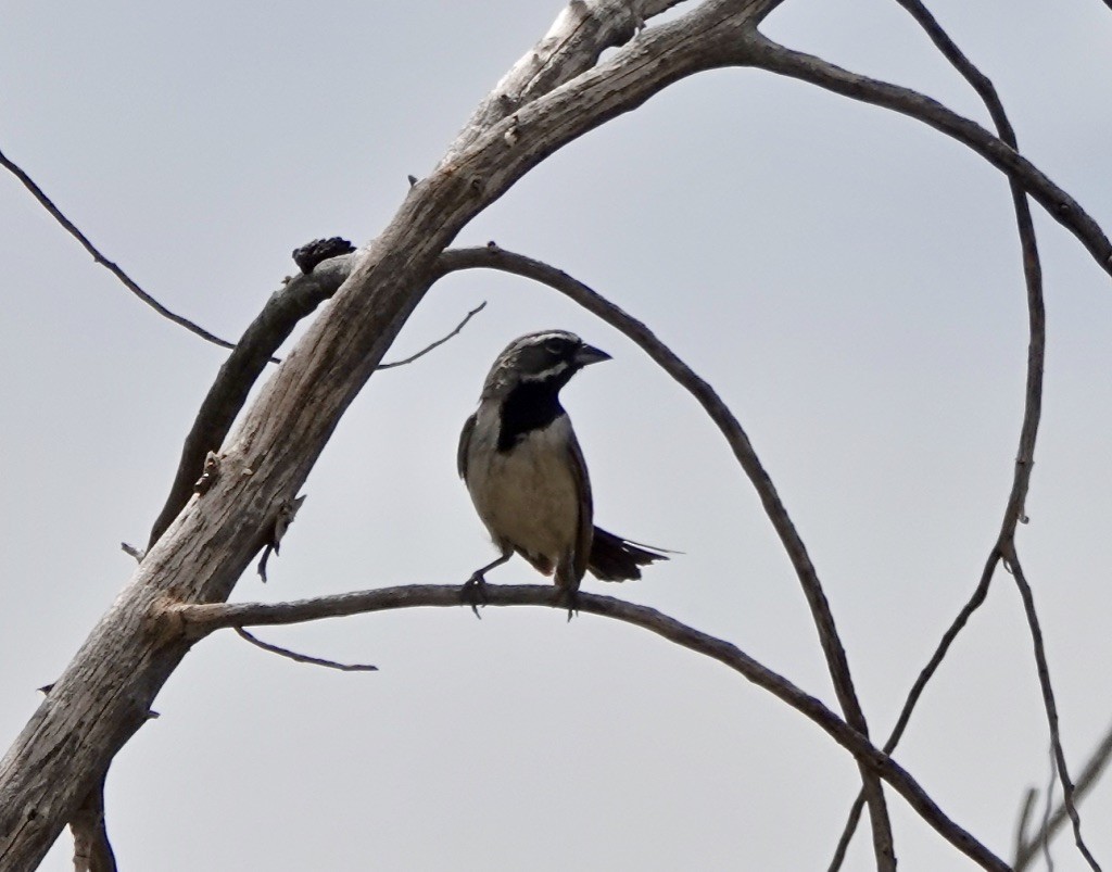 Black-throated Sparrow - ML620683684