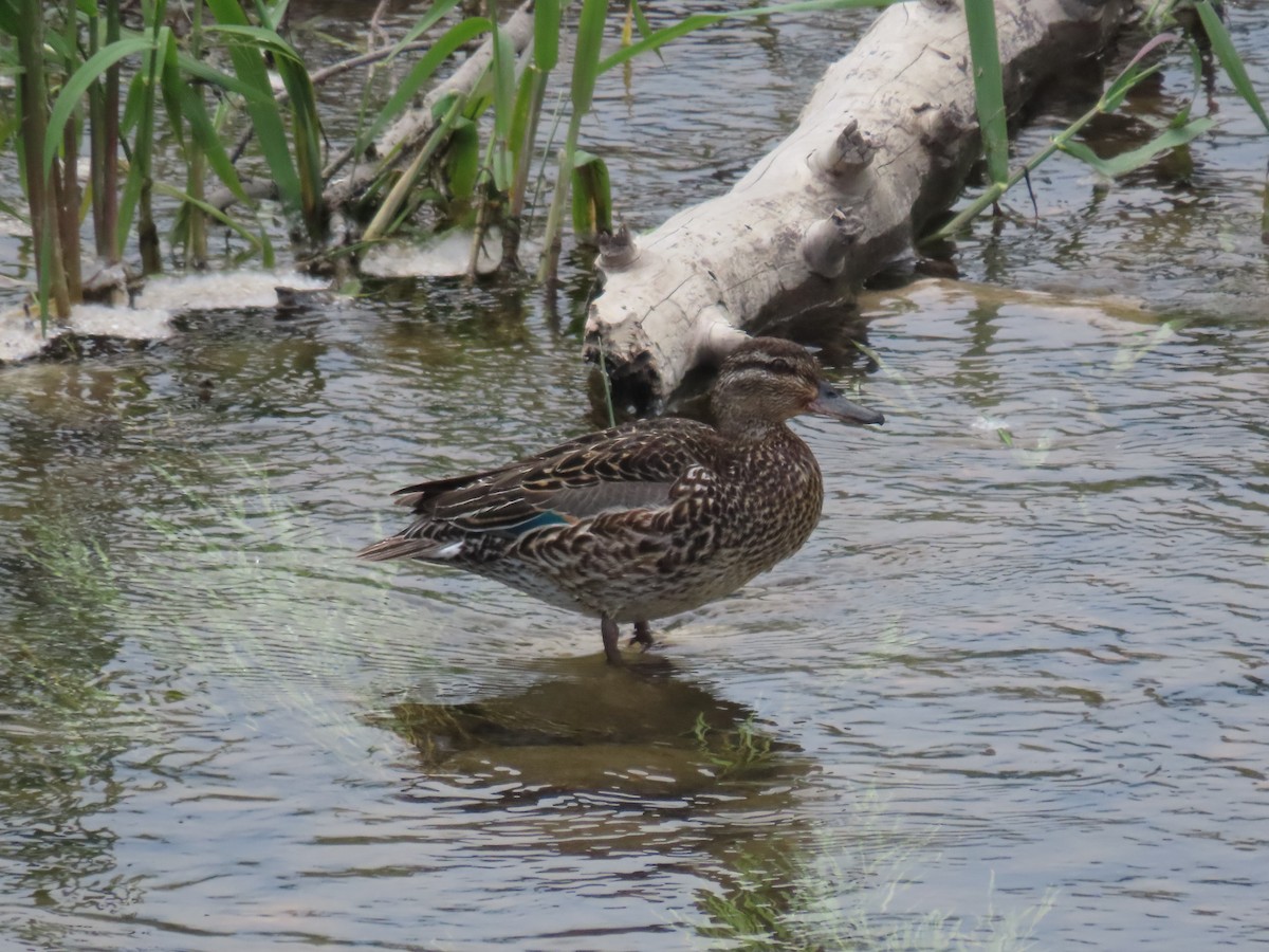 Green-winged Teal - ML620683686