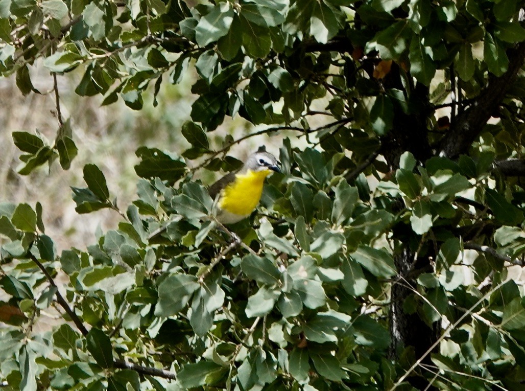 Yellow-breasted Chat - ML620683688