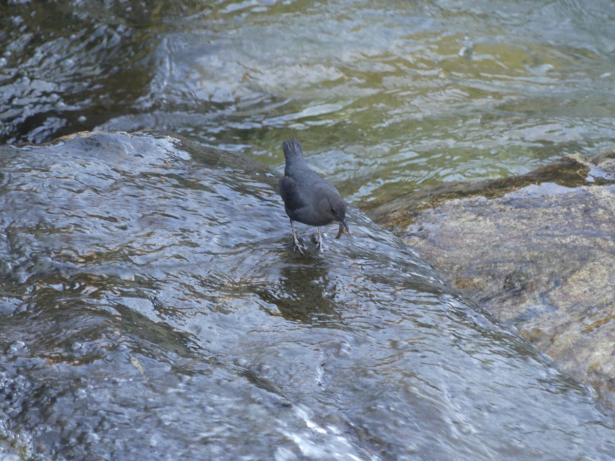 American Dipper - ML620683690