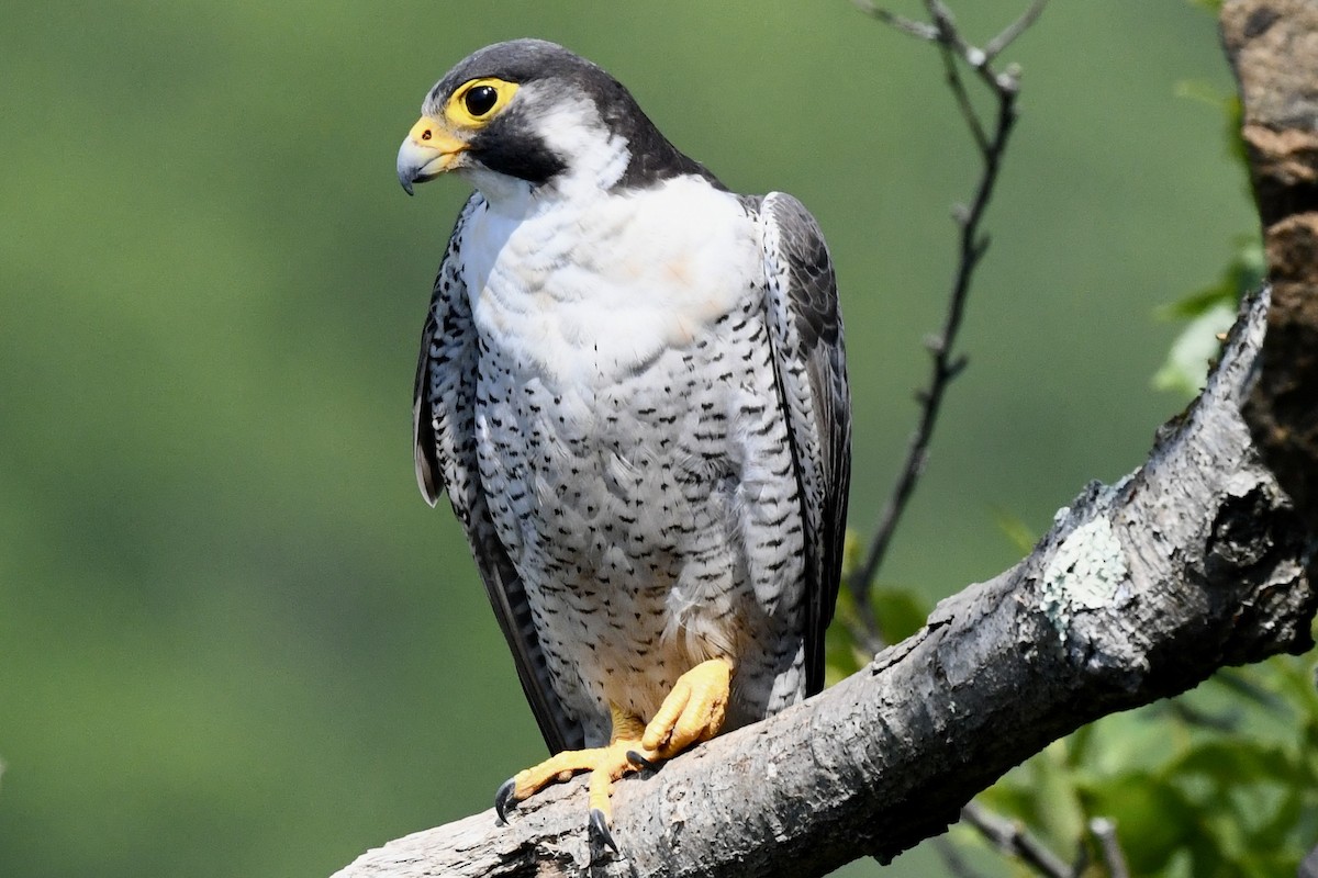 Peregrine Falcon - ML620683691