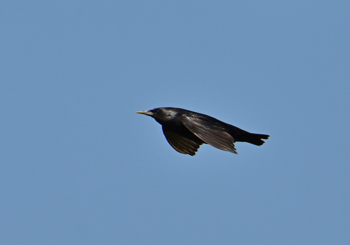 Spotless Starling - ML620683693