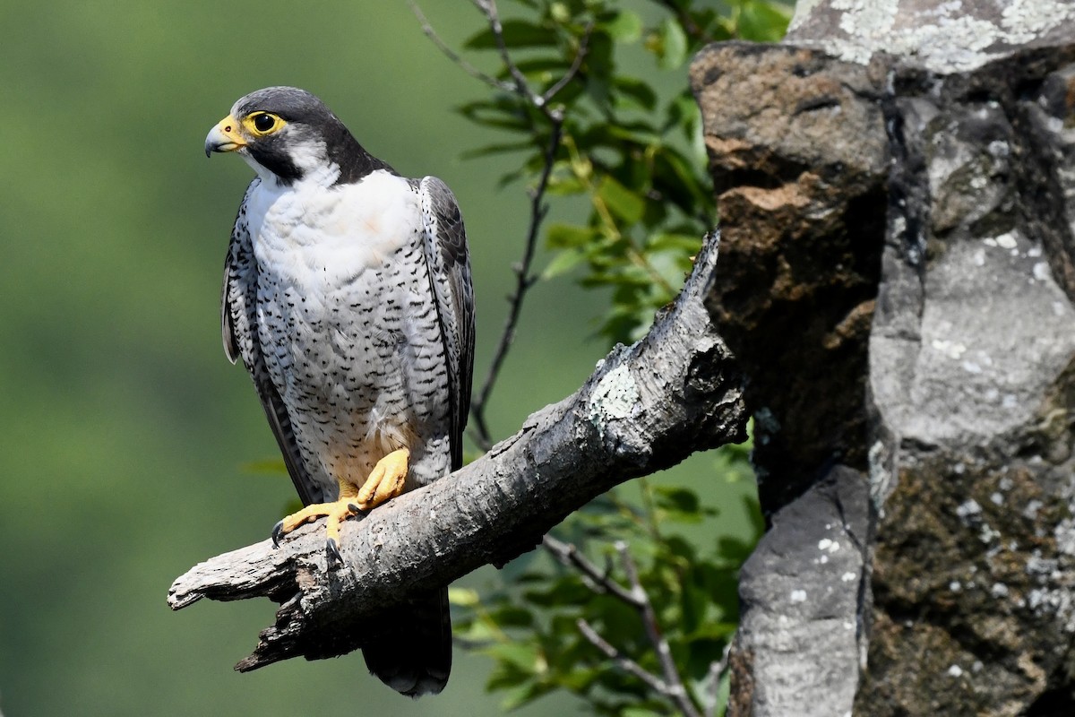 Peregrine Falcon - Stephen Broker