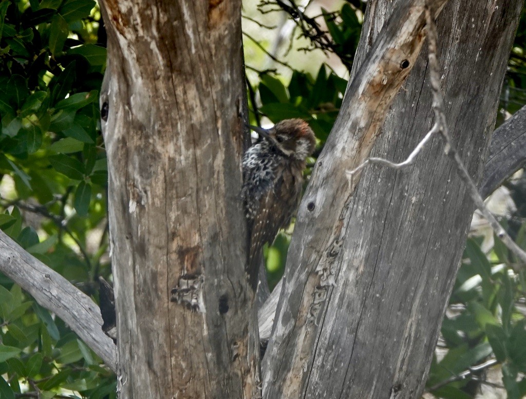 Arizona Woodpecker - ML620683696