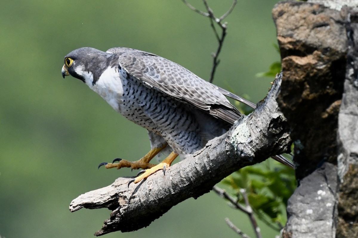 Peregrine Falcon - ML620683697