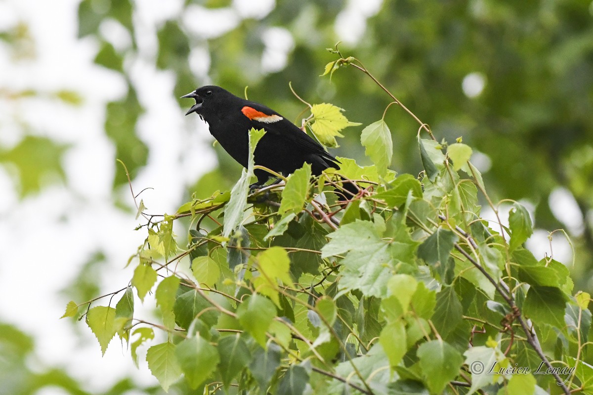 Red-winged Blackbird - ML620683698