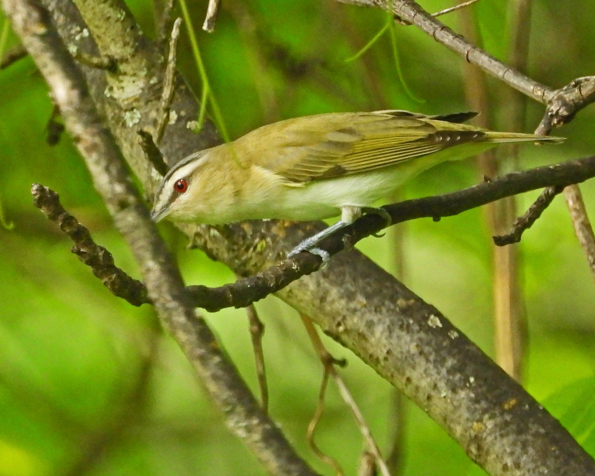 Vireo Ojirrojo - ML620683699