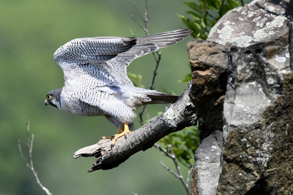 Peregrine Falcon - ML620683700