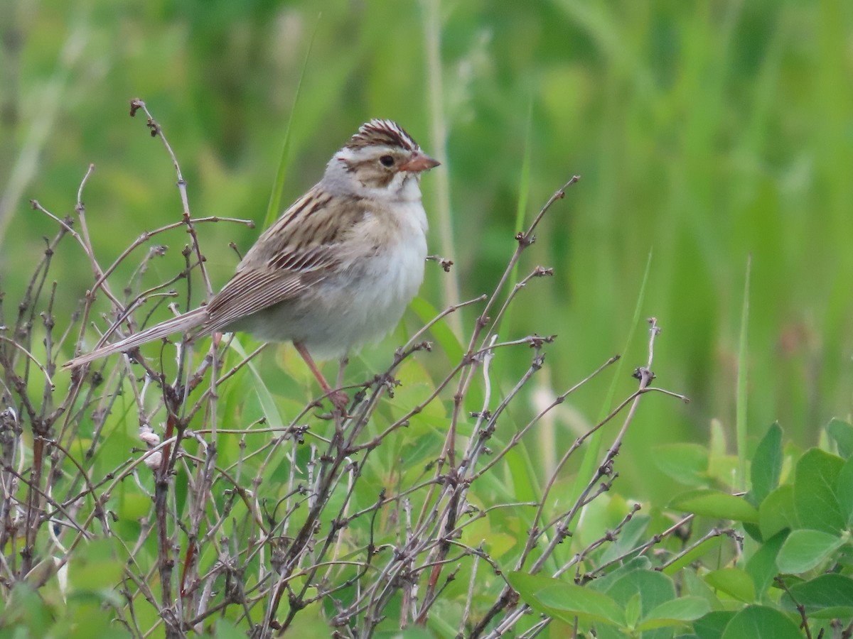 Clay-colored Sparrow - ML620683703