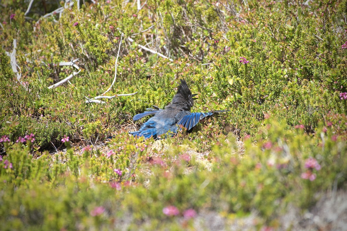 Steller's Jay - ML620683705