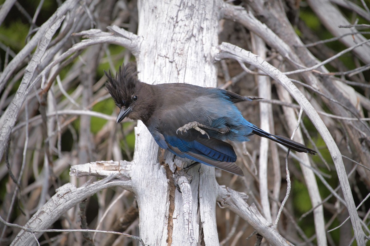 Steller's Jay - ML620683706