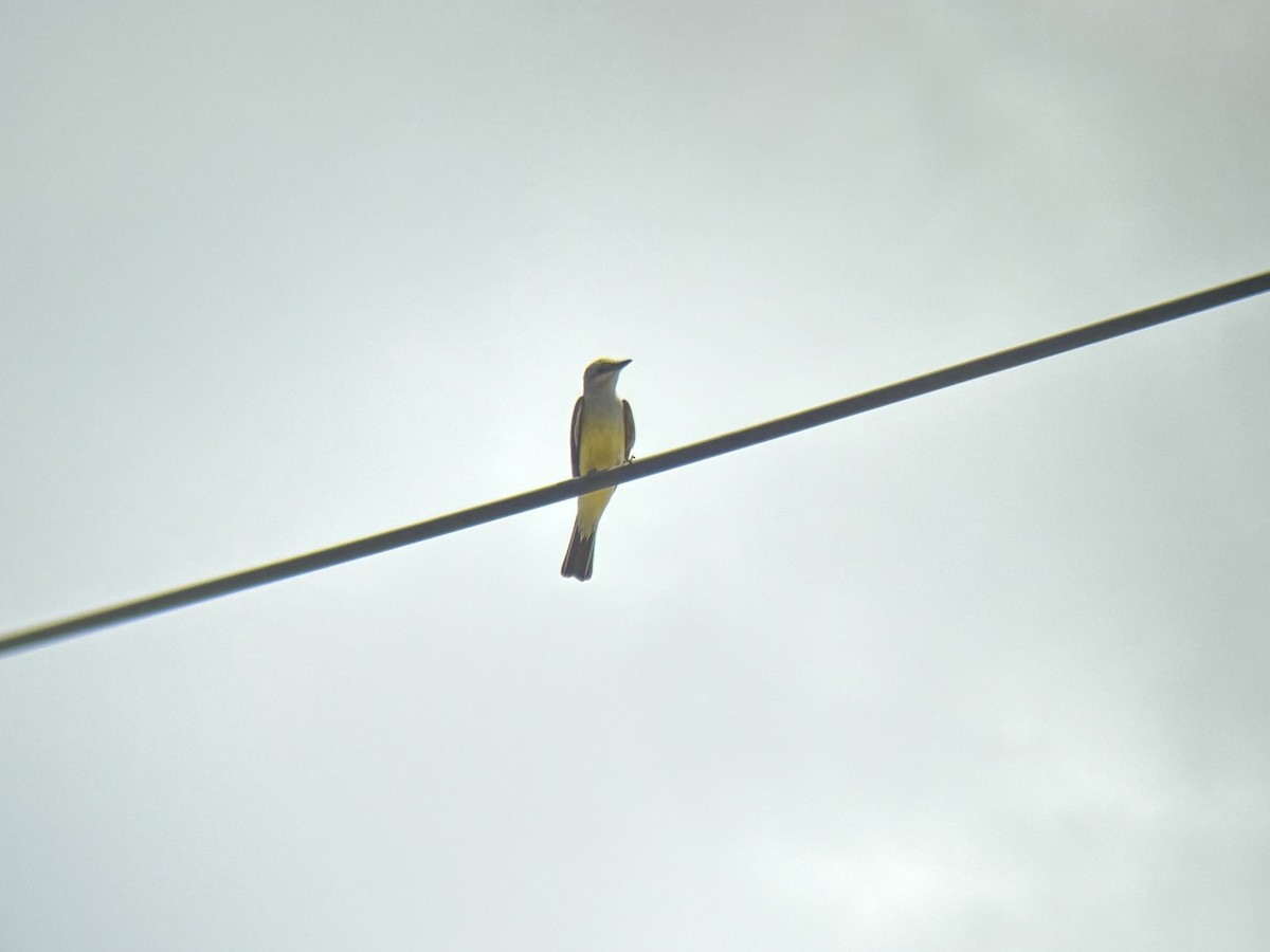 Western Kingbird - ML620683707