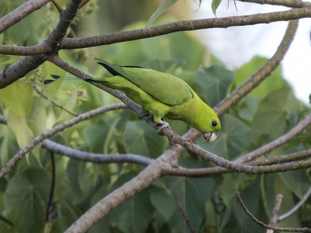 Green Racquet-tail - Manolo Arribas