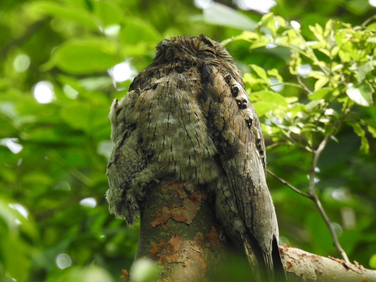 Common Potoo - ML620683713