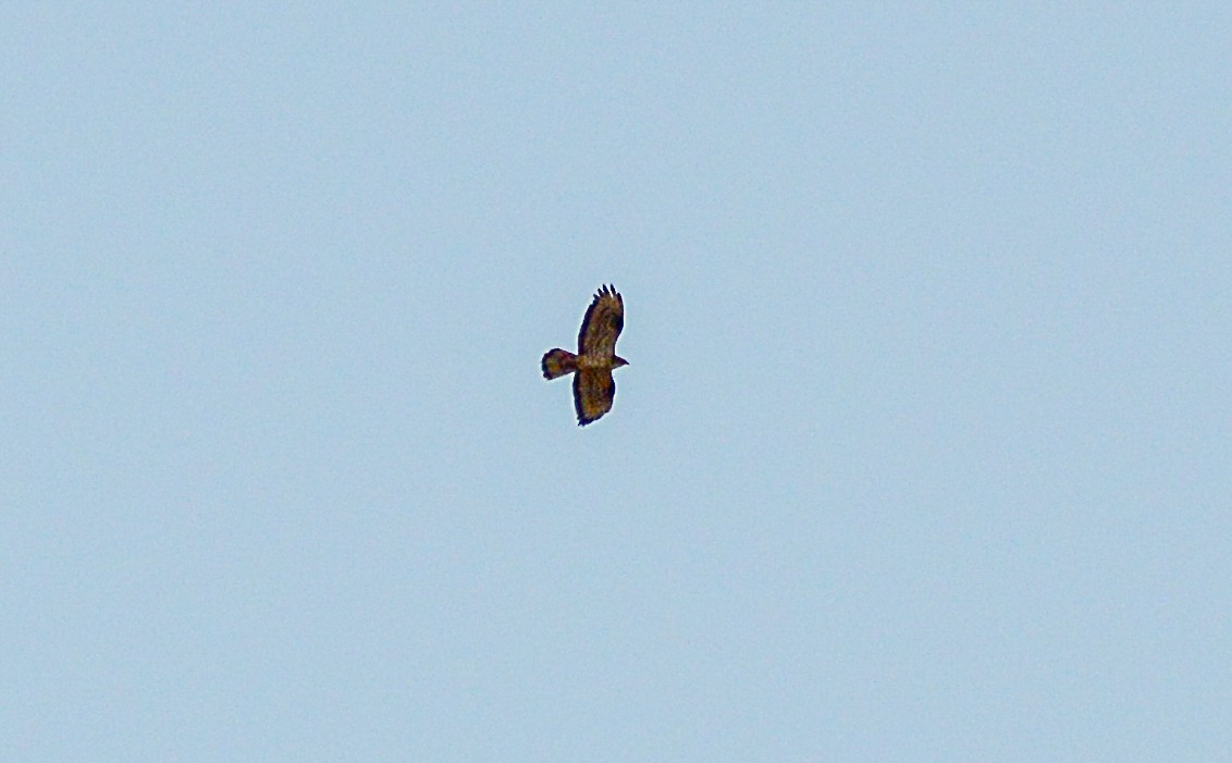 European Honey-buzzard - ML620683715