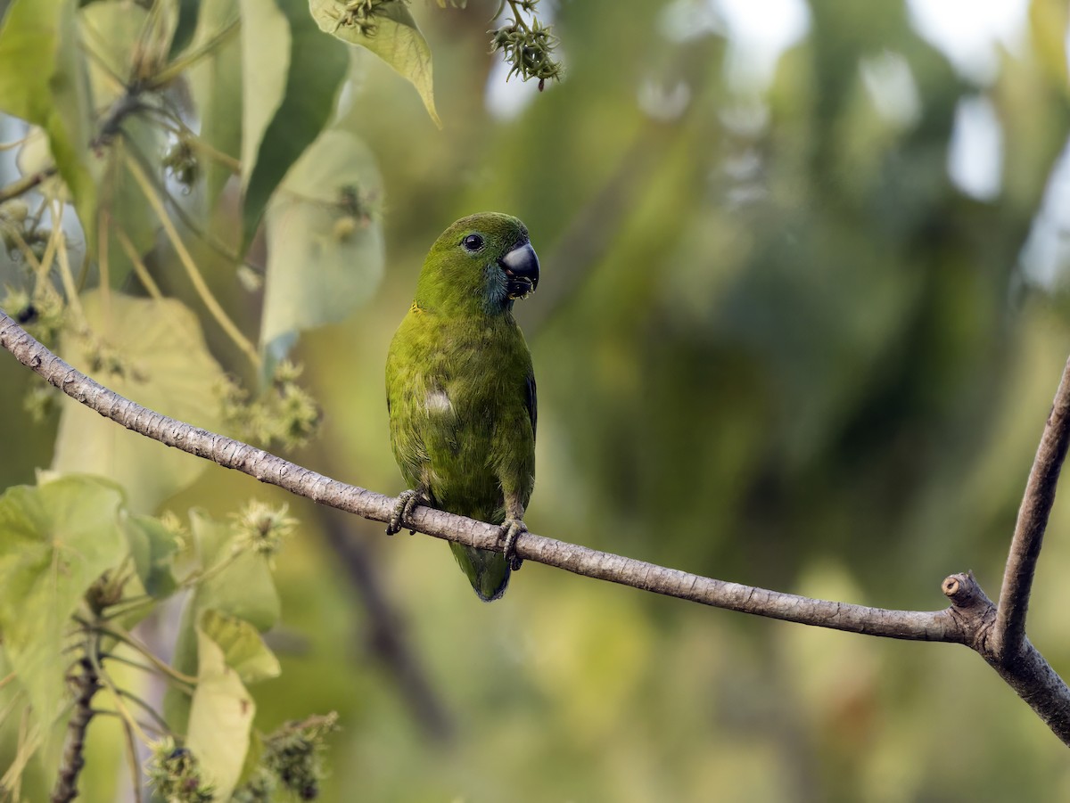 Guaiabero lunulé - ML620683718