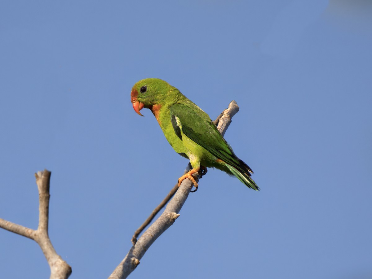 Philippine Hanging-Parrot - ML620683719