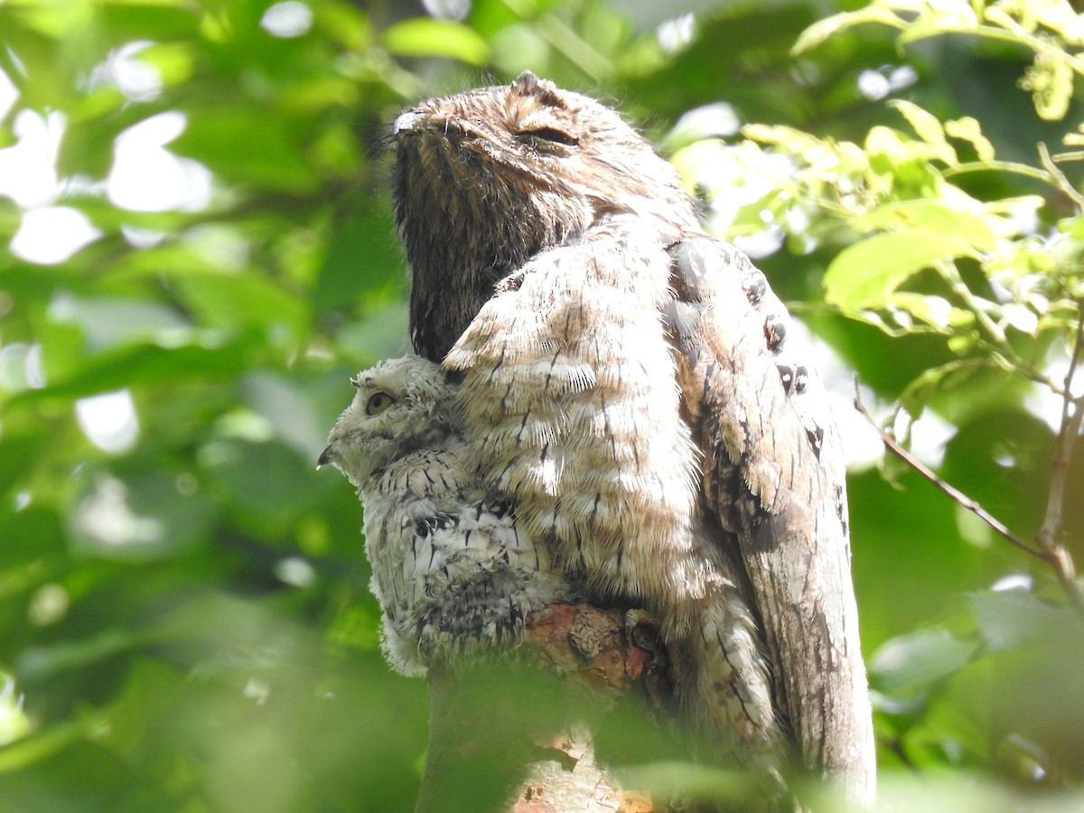 Common Potoo - ML620683720