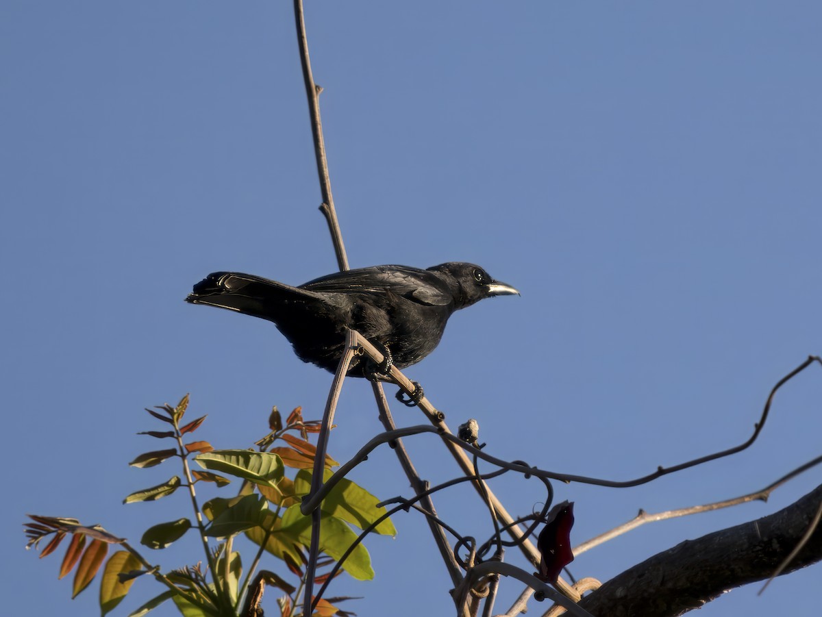 Blackish Cuckooshrike - ML620683721