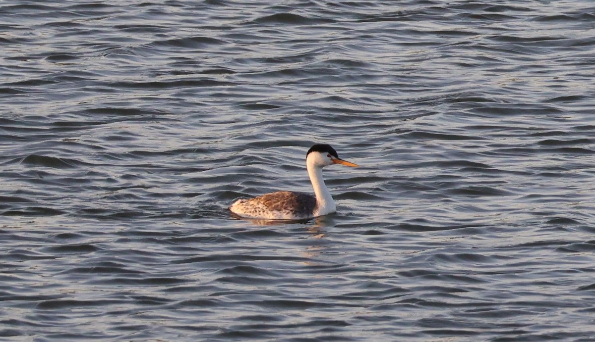 Clark's Grebe - ML620683722