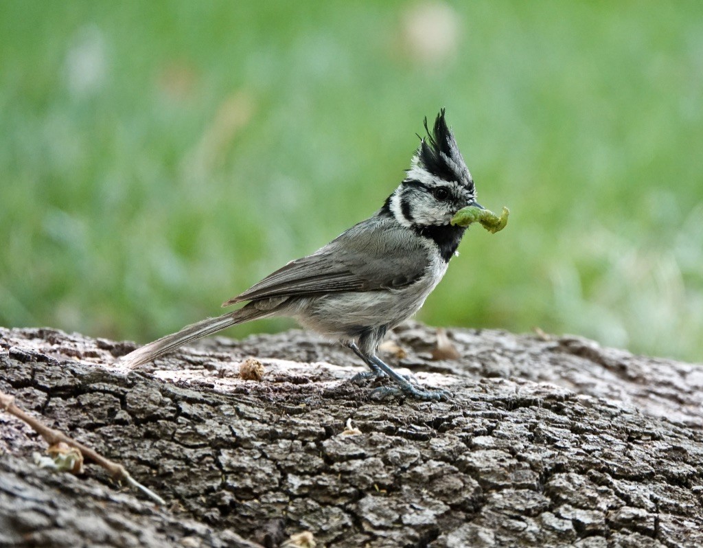 Bridled Titmouse - ML620683723