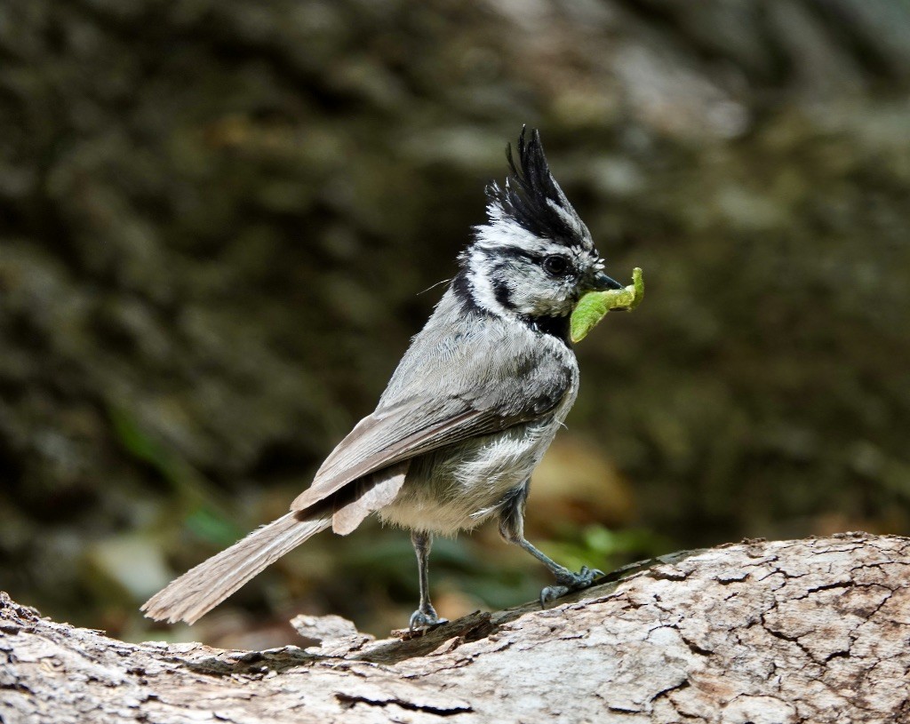 Bridled Titmouse - ML620683724