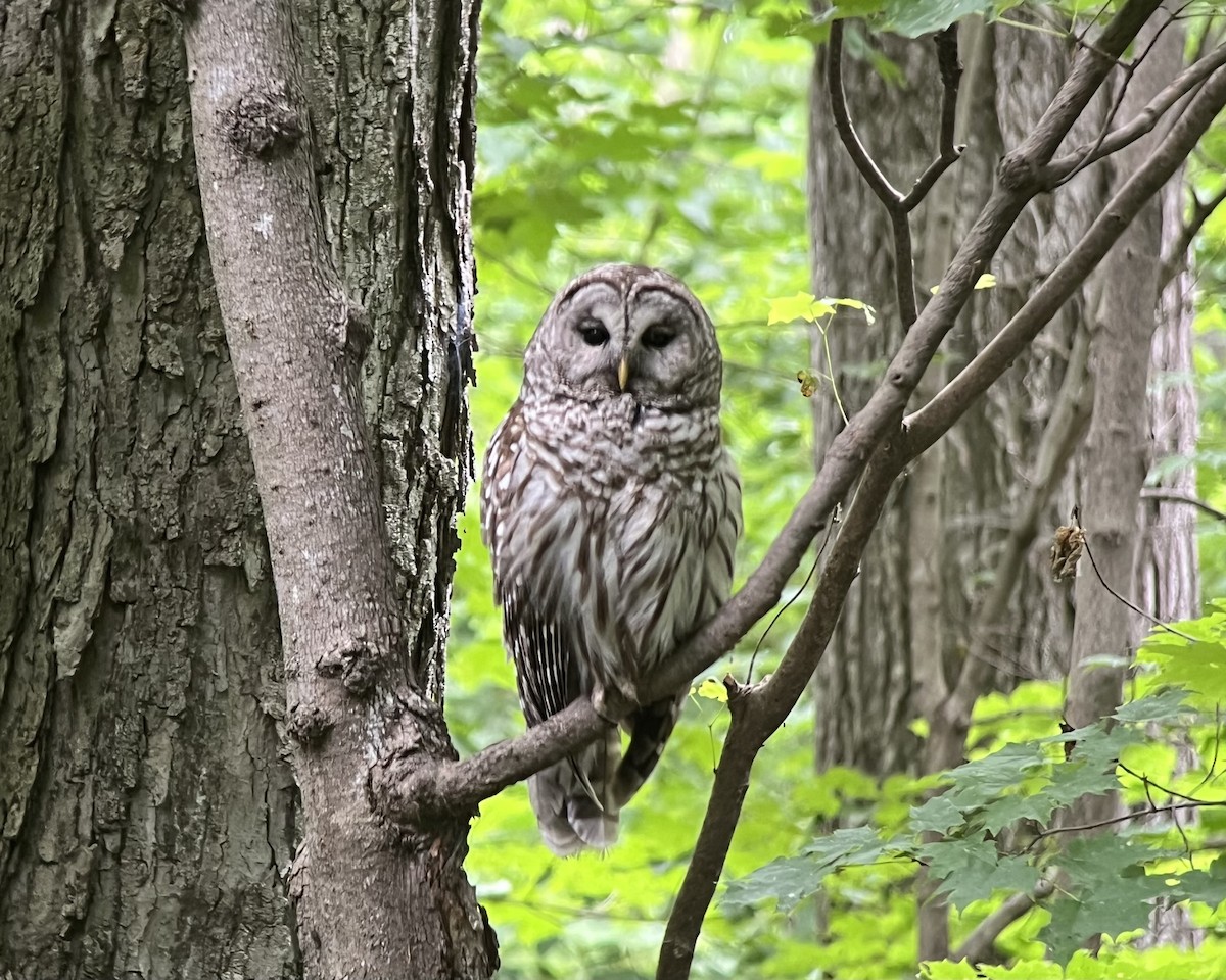 Barred Owl - ML620683731