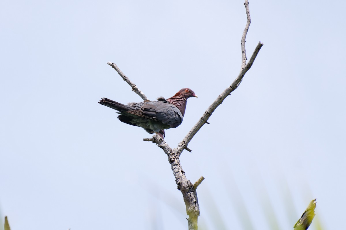 Scaly-naped Pigeon - ML620683732