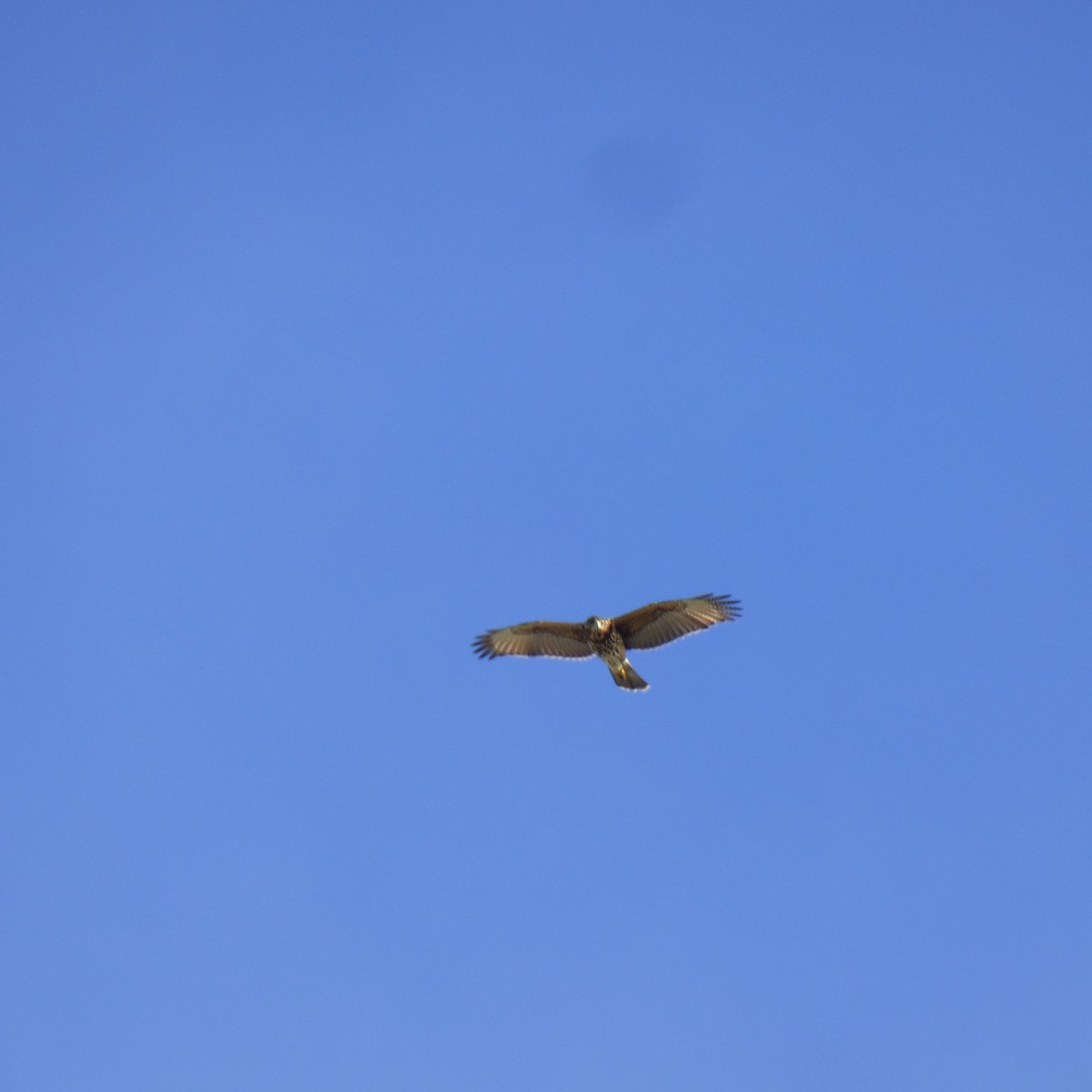 Harris's Hawk - ML620683735