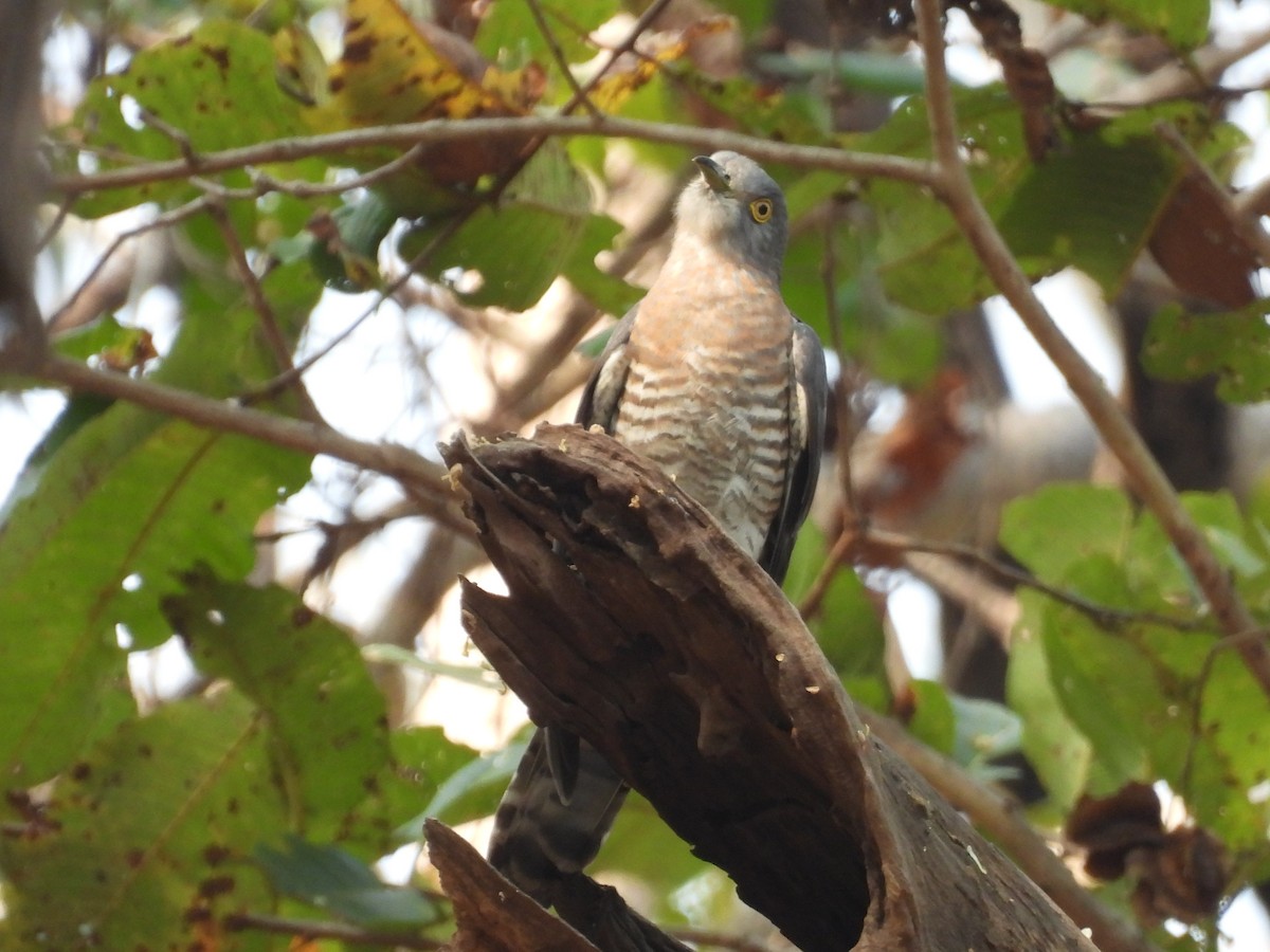 Common Hawk-Cuckoo - ML620683741