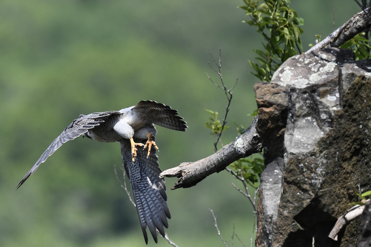 Peregrine Falcon - Stephen Broker