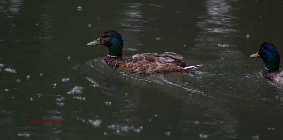 Canard colvert - ML620683743