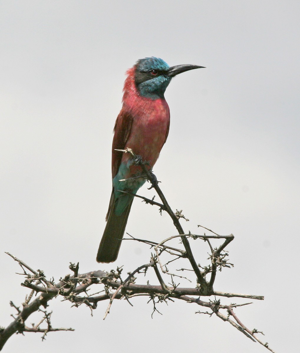 Northern Carmine Bee-eater - ML620683744