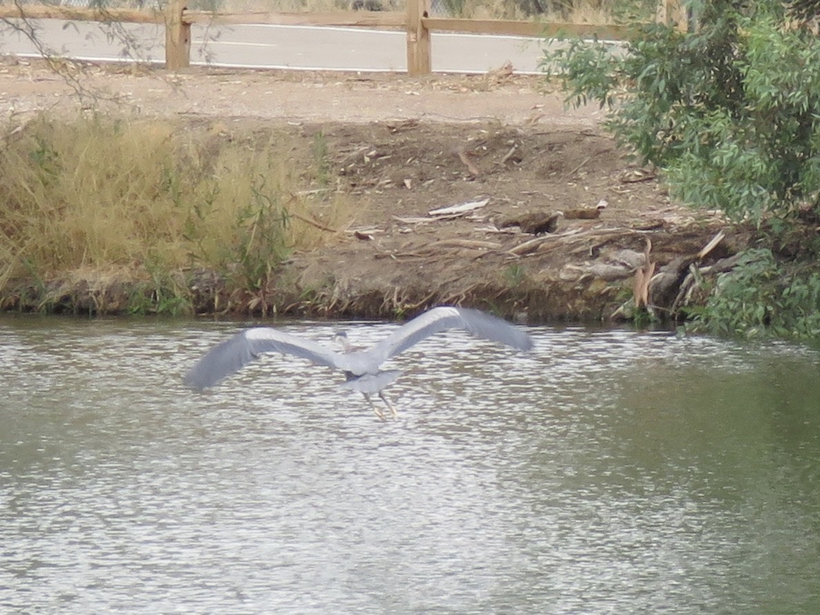 Great Blue Heron - ML620683745