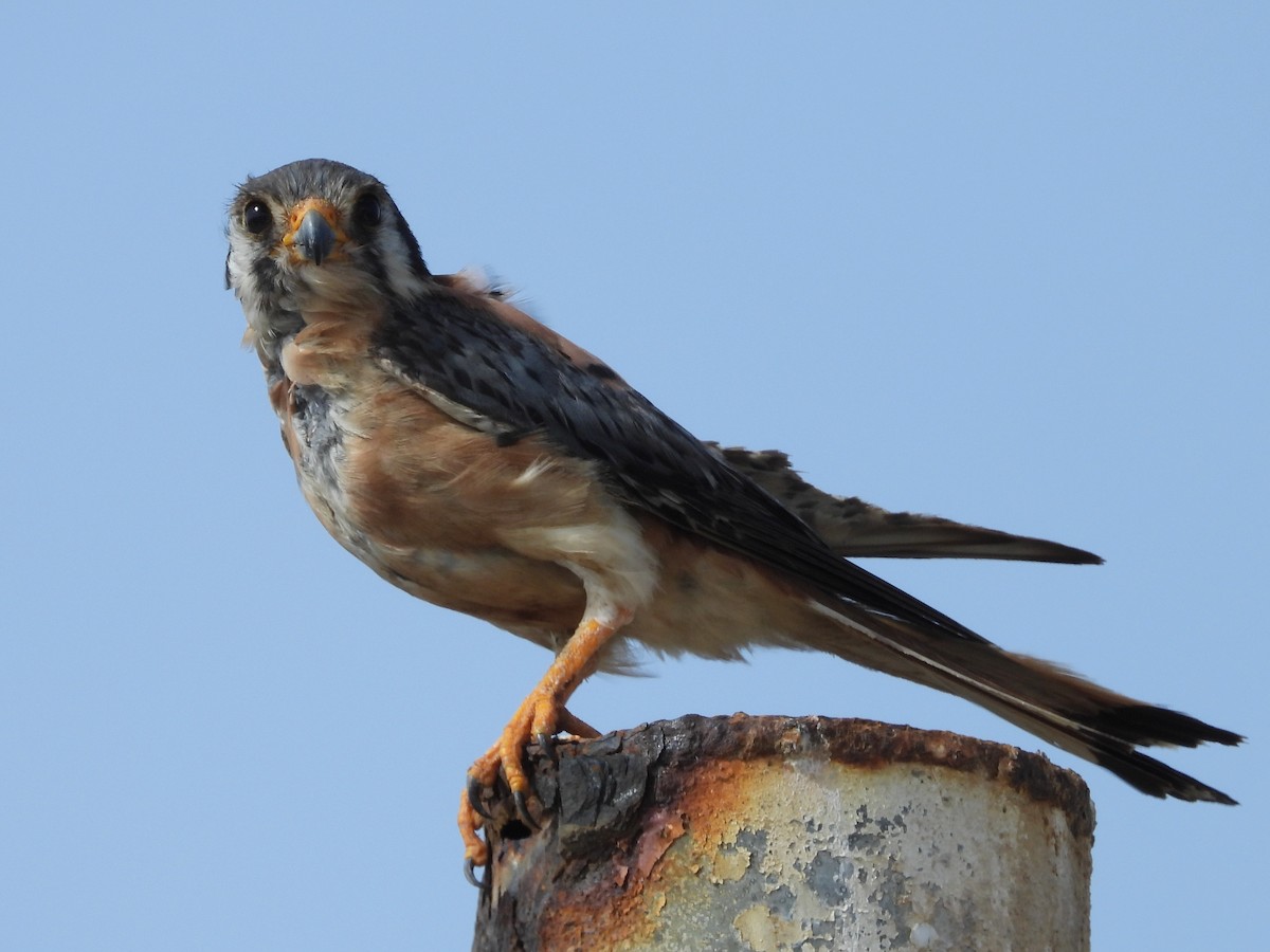 American Kestrel - ML620683748