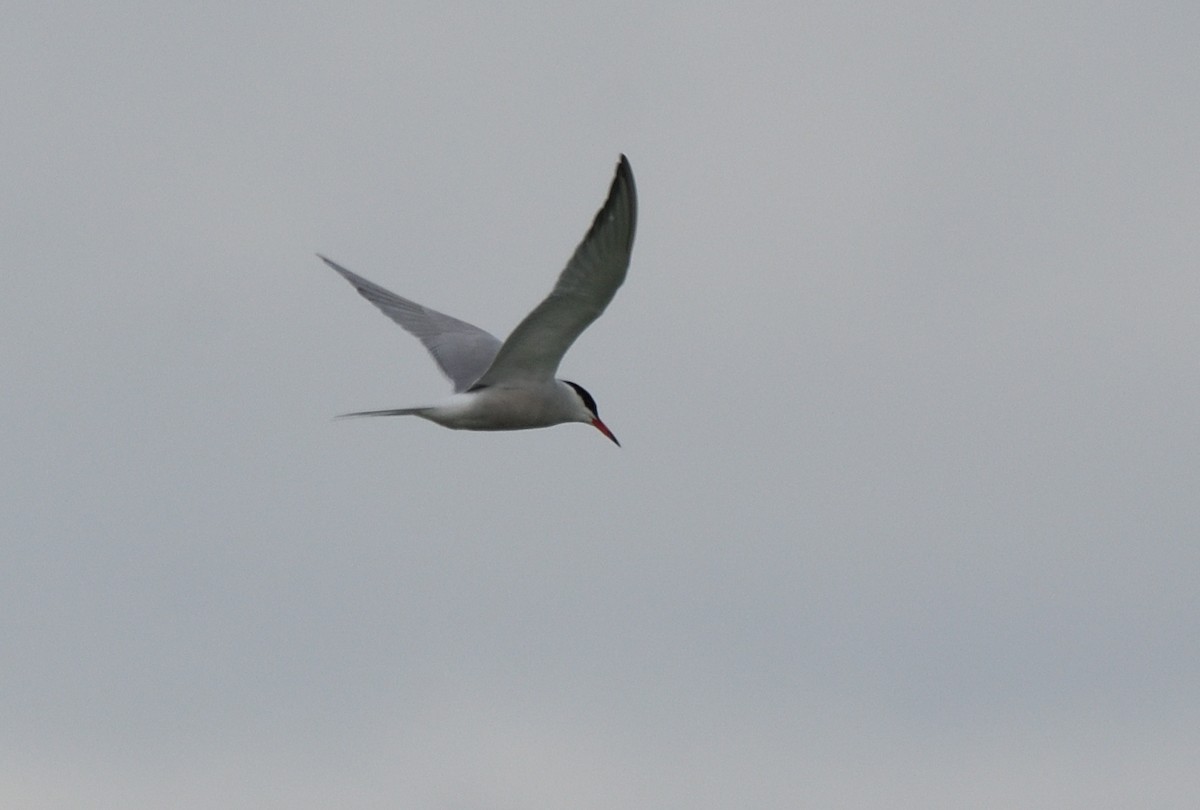 Common Tern - ML620683749