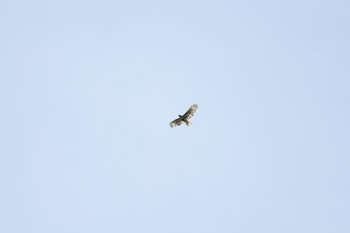 Red-tailed Hawk - ML620683752