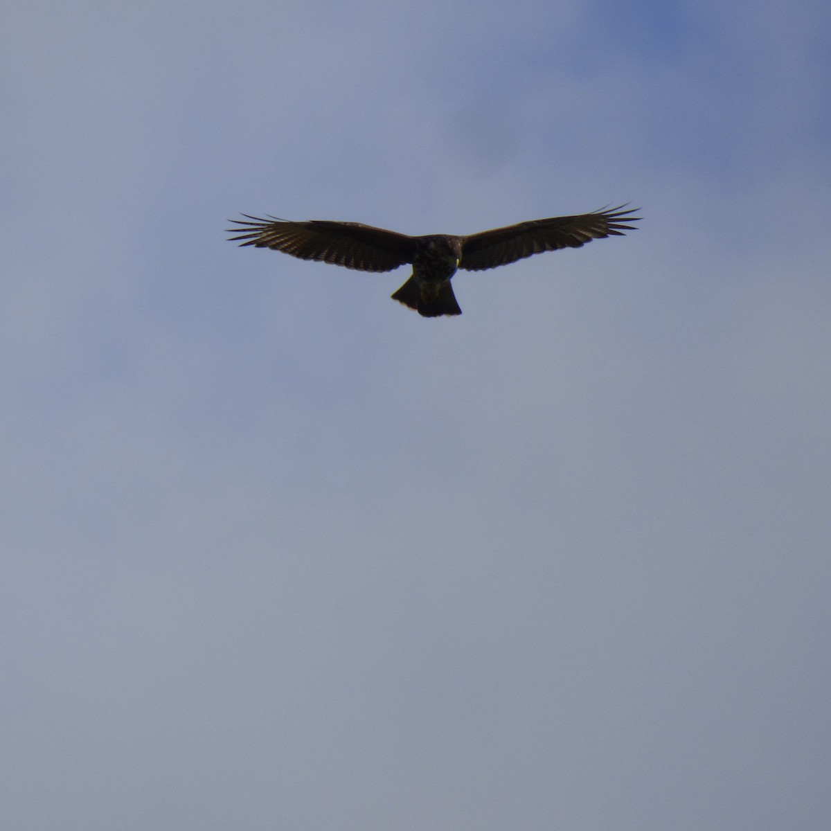 Harris's Hawk - ML620683753