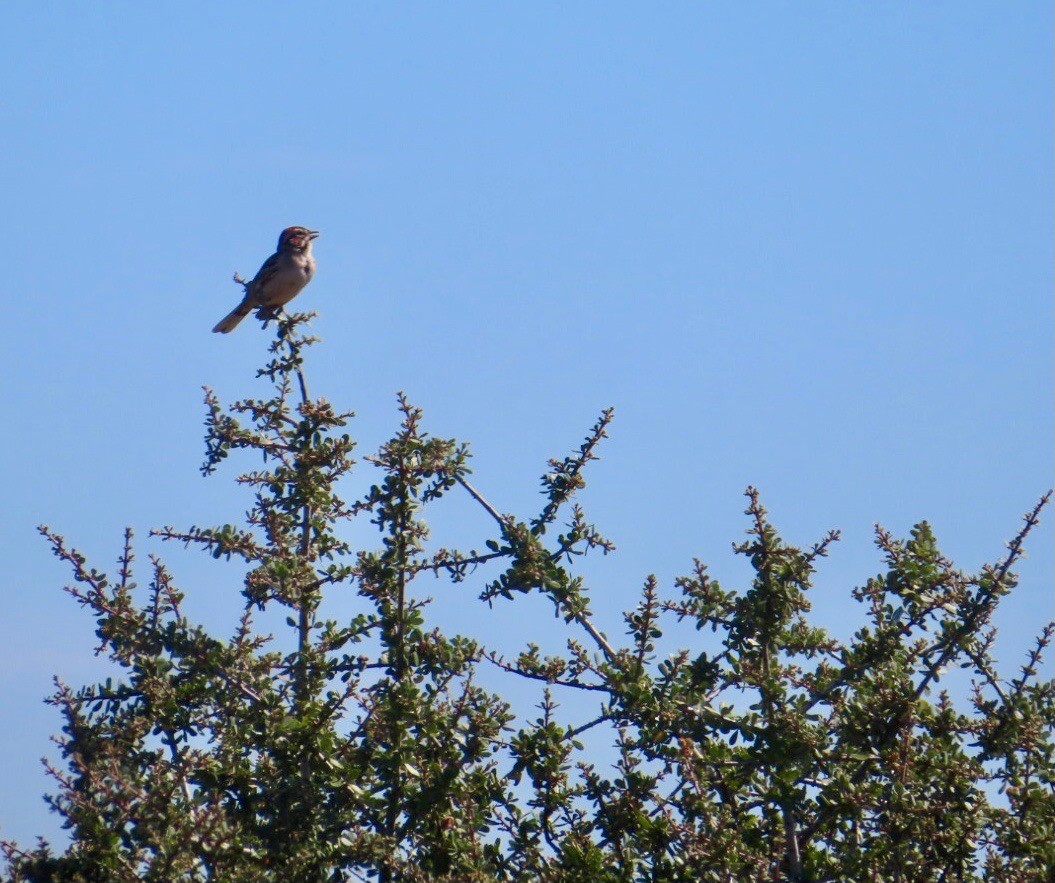 Lark Sparrow - ML620683754