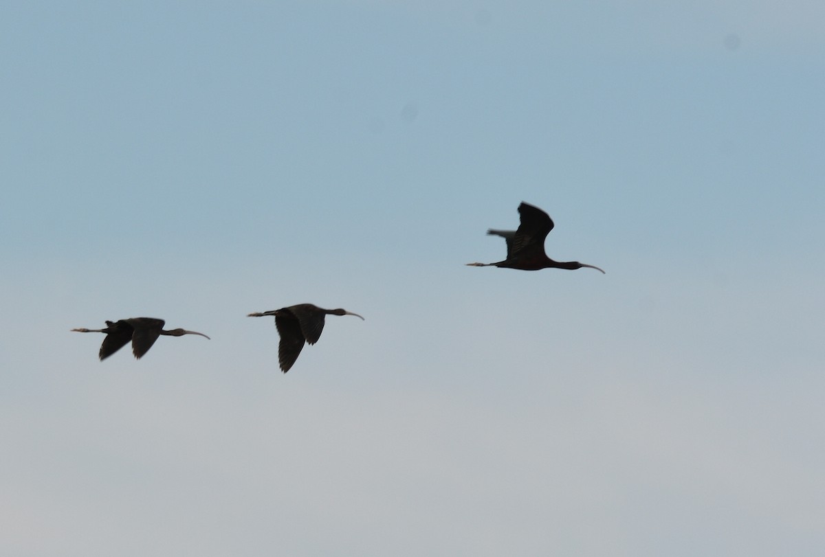 Glossy Ibis - ML620683756